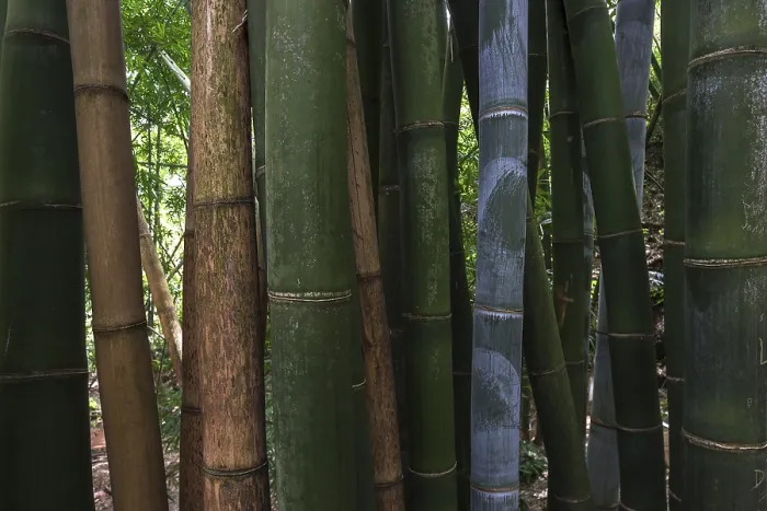 Framed Print : Giant bamboo (Dendrocalamus giganteus)
