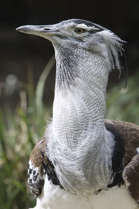 Framed Print : Giant bustard Framed Print : Giant bustard