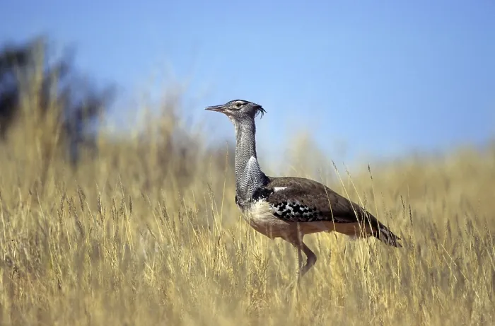 Framed Print : Giant bustard (Ardeotis kori)
