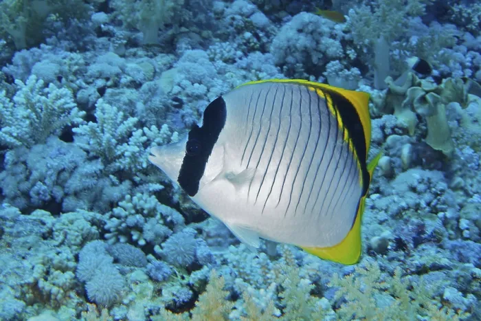 Framed Print : Giant butterflyfish (Chaetodon lineolatus) Framed Print : Giant butterflyfish (Chaetodon lineolatus)