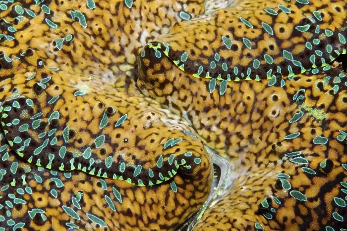 Framed Print : Giant Clam (Tridacna gigas), detail