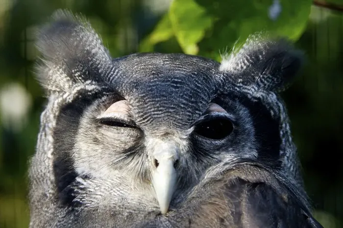 Framed Print : Giant Eagle Owl (Bubo lacteus), blinking Framed Print : Giant Eagle Owl (Bubo lacteus), blinking