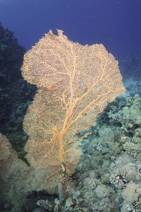 Framed Print : Giant fan coral (Annella mollis)