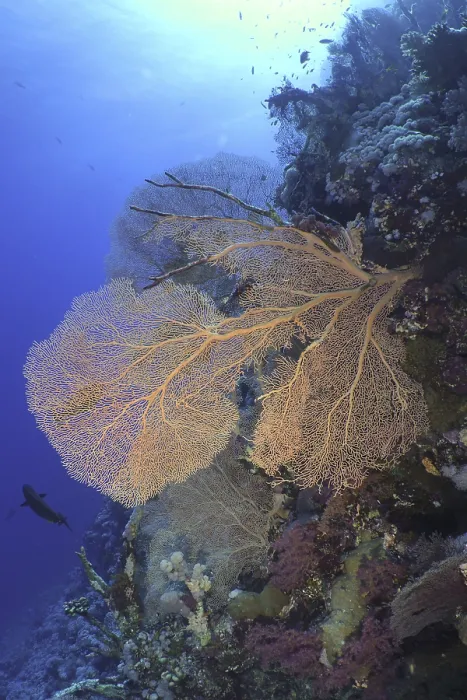 Framed Print : Giant fan coral (Annella mollis) Framed Print : Giant fan coral (Annella mollis)