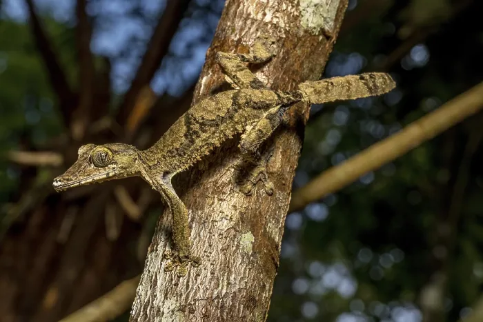 Framed Print : Giant flat-tailed gecko (Uroplatus cf)