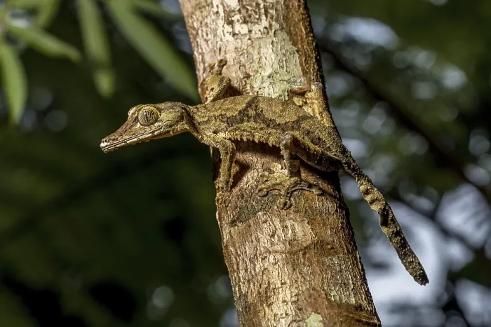 Framed Print : Giant flat-tailed gecko (Uroplatus cf)