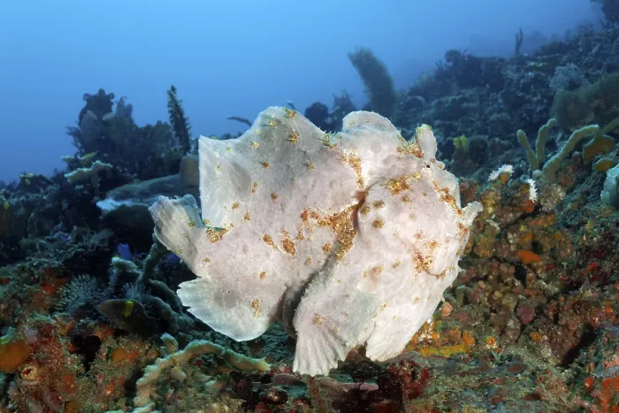 Framed Print : Giant frogfish (Antennarius commerson) or giant frogfish swims over coral reef