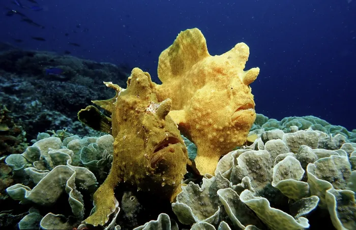 Framed Print : Giant frogfish Antennarius commersonii Framed Print : Giant frogfish Antennarius commersonii