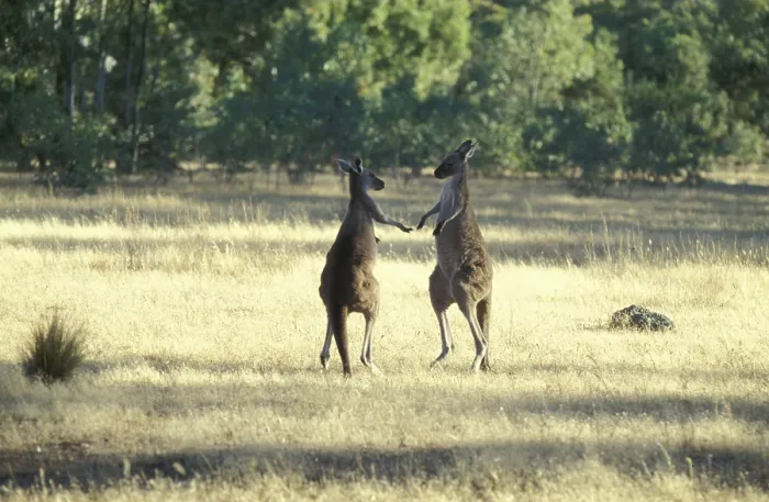 Framed Print : Giant grey kangaroos (Macropodinae)