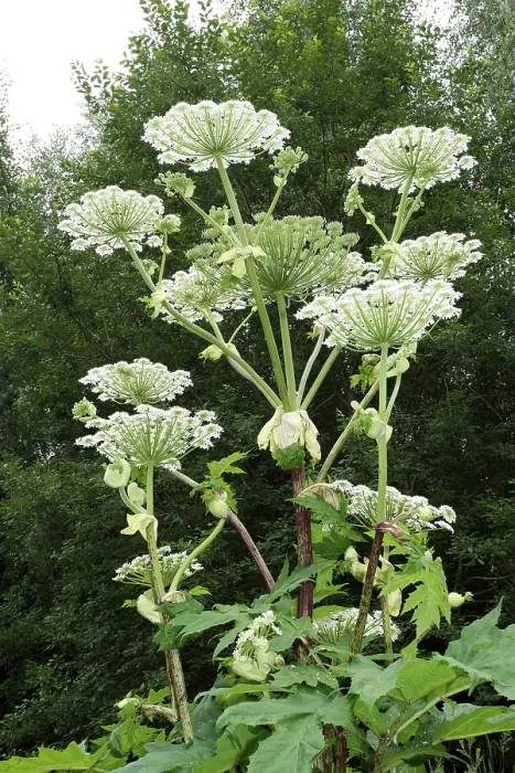 Framed Print : Giant hogweed or giant cow parsley (Heracleum mantegazzianum)