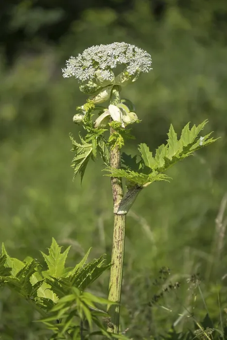 Framed Print : Giant hogweed (Heracleum mantegazzianum) Framed Print : Giant hogweed (Heracleum mantegazzianum)
