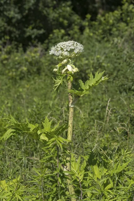 Framed Print : Giant hogweed (Heracleum mantegazzianum) Framed Print : Giant hogweed (Heracleum mantegazzianum)
