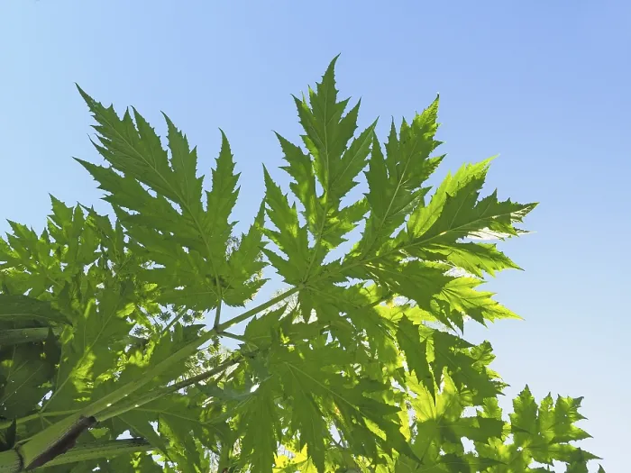 Framed Print : Giant hogweed (Heracleum mantegazzianum)