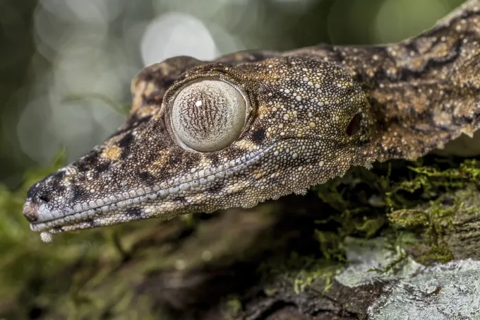 Framed Print : Giant leaf-tailed gecko (Uroplatus giganteus)