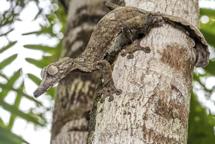 Framed Print : Giant leaf-tailed gecko (Uroplatus giganteus)