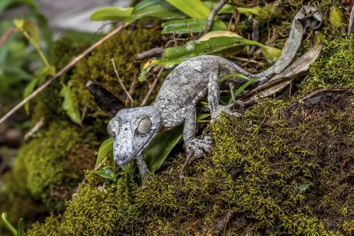 Framed Print : Giant leaf-tailed gecko (Uroplatus giganteus) Framed Print : Giant leaf-tailed gecko (Uroplatus giganteus)