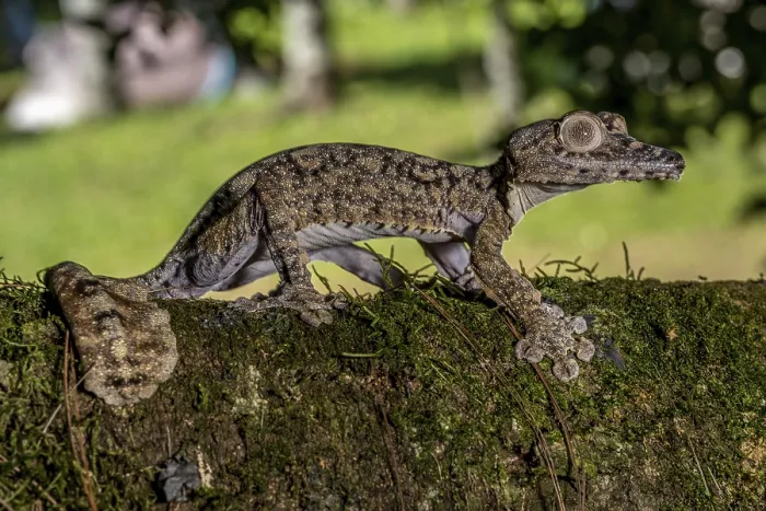 Framed Print : Giant leaf-tailed gecko (Uroplatus giganteus)