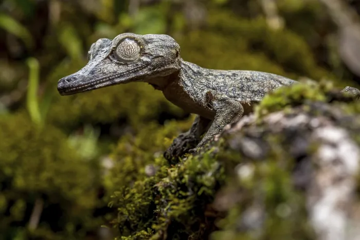 Framed Print : Giant leaf-tailed gecko (Uroplatus giganteus) Framed Print : Giant leaf-tailed gecko (Uroplatus giganteus)