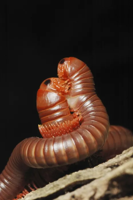 Framed Print : Giant Millipede (Diplopoda sp.) adult pair