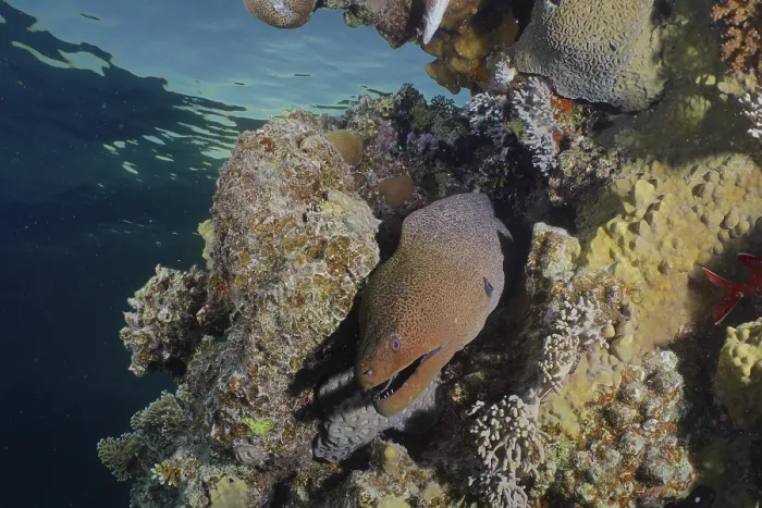 Framed Print : Giant moray eel (Gymnothorax javanicus)
