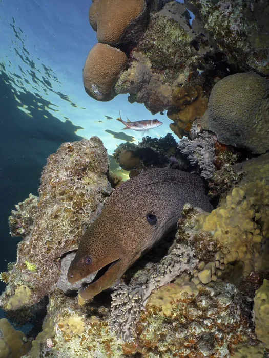 Framed Print : Giant moray eel (Gymnothorax javanicus)