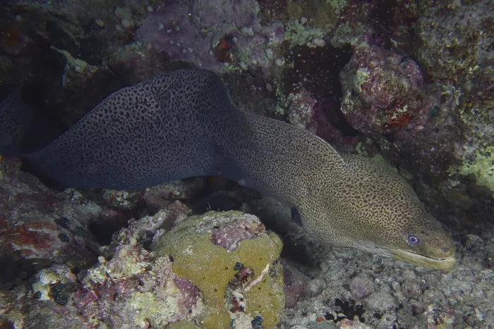 Framed Print : A giant moray eel (Gymnothorax javanicus) meanders through rocks in the coral reef at night while hunting Framed Print : A giant moray eel (Gymnothorax javanicus) meanders through rocks in the coral reef at night while hunting