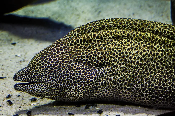 Framed Print : Giant Moray (Gymnothorax javanicus) moray