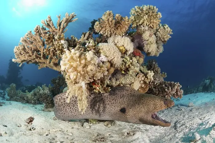 Framed Print : Giant Moray moray (Gymnothorax javanicus) lies on sandy bottom with open mouth Framed Print : Giant Moray moray (Gymnothorax javanicus) lies on sandy bottom with open mouth