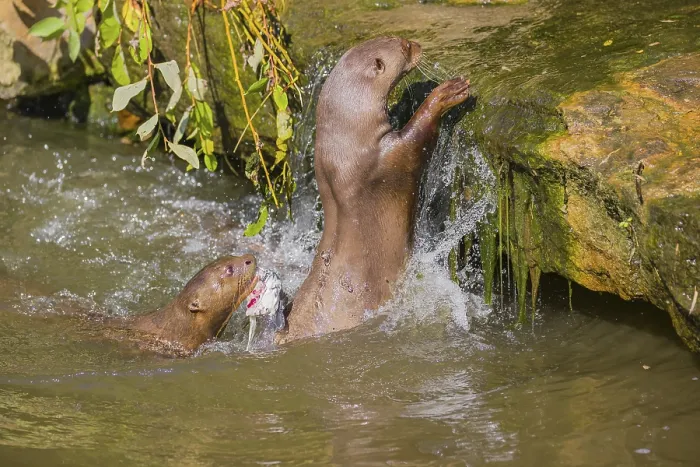 Framed Print : Three giant otter or giant river otter (Pteronura brasiliensis)