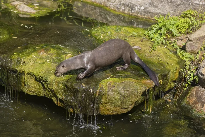 Framed Print : One giant otter or giant river otter (Pteronura brasiliensis)