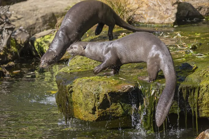Framed Print : One giant otter or giant river otter (Pteronura brasiliensis)