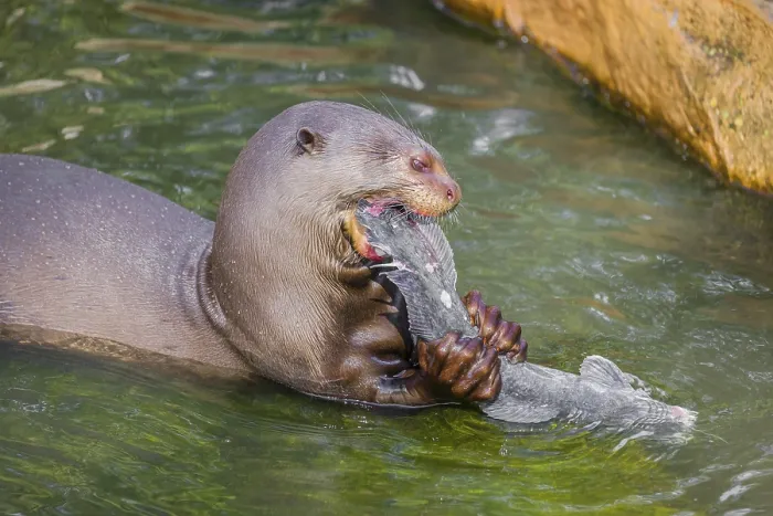 Framed Print : A giant otter or giant river otter (Pteronura brasiliensis)