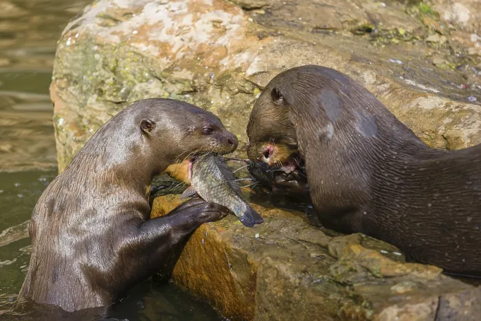 Framed Print : Two giant otter or giant river otter (Pteronura brasiliensis)