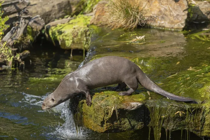Framed Print : One giant otter or giant river otter (Pteronura brasiliensis)