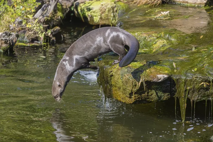 Framed Print : One giant otter or giant river otter (Pteronura brasiliensis)