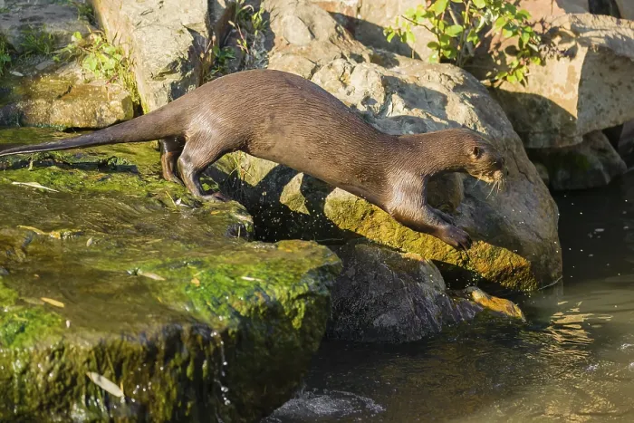Framed Print : One giant otter or giant river otter (Pteronura brasiliensis)