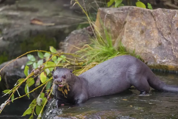 Framed Print : A giant otter or giant river otter (Pteronura brasiliensis) Framed Print : A giant otter or giant river otter (Pteronura brasiliensis)
