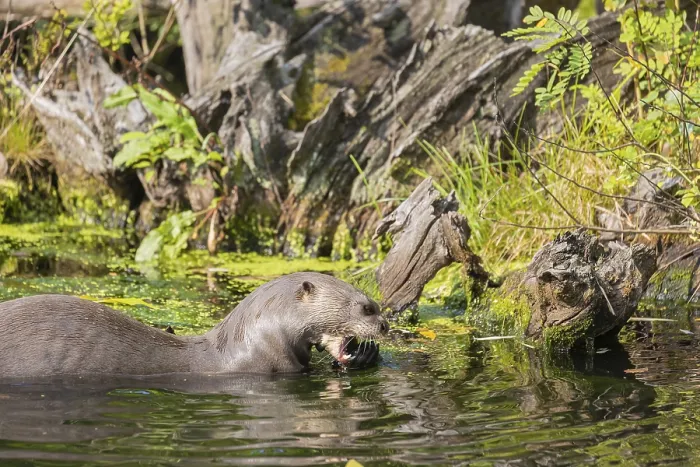 Framed Print : One giant otter or giant river otter (Pteronura brasiliensis) Framed Print : One giant otter or giant river otter (Pteronura brasiliensis)