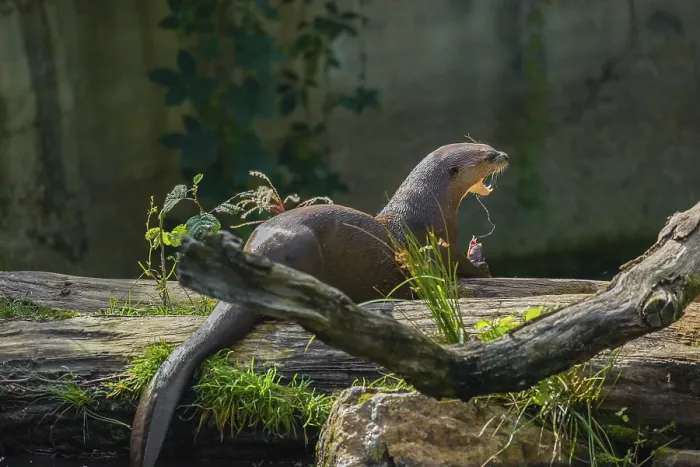 Framed Print : A giant otter or giant river otter (Pteronura brasiliensis) eats fish on a rotten tree trunk