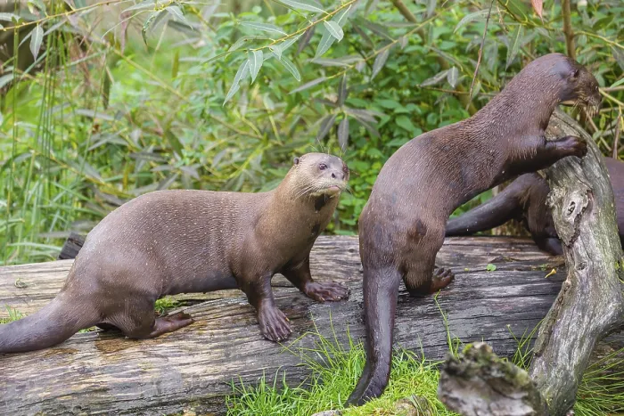 Framed Print : Three giant otter or giant river otter (Pteronura brasiliensis) play on a mossy rotten tree lying on a river bank