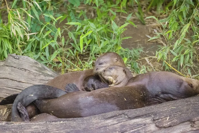 Framed Print : Three giant otter or giant river otter (Pteronura brasiliensis) rest on a rotten log