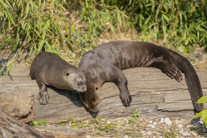 Framed Print : Two giant otter or giant river otter (Pteronura brasiliensis) resting on the river bank