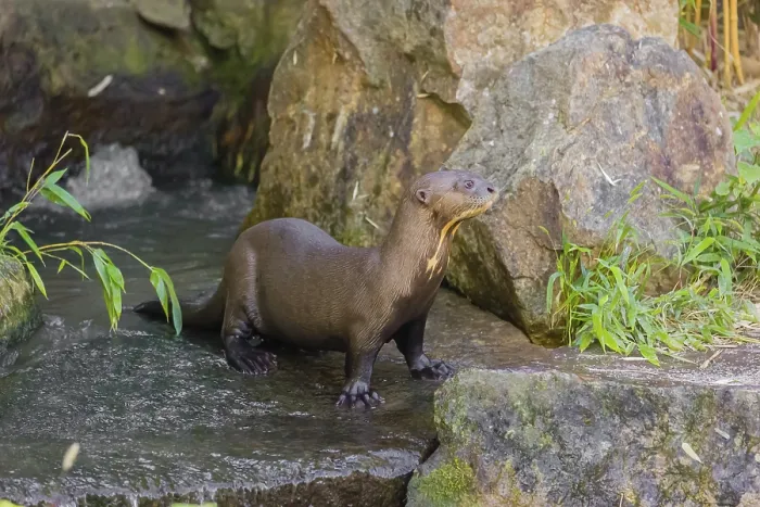 Framed Print : One giant otter or giant river otter (Pteronura brasiliensis) stands on a wet rock