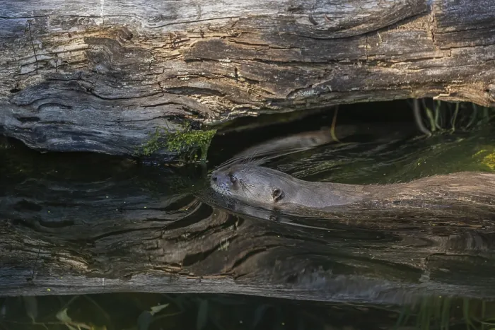 Framed Print : One giant otter or giant river otter (Pteronura brasiliensis) swimming in a river