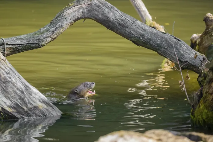Framed Print : A giant otter or giant river otter (Pteronura brasiliensis) swims in a small river