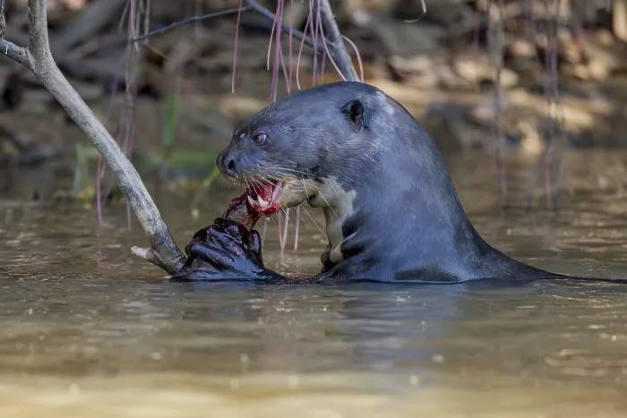 Framed Print : Giant otter (Pteronura brasiliensis) Framed Print : Giant otter (Pteronura brasiliensis)