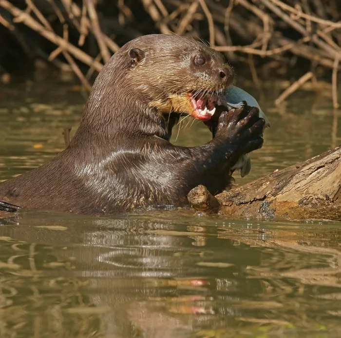 Framed Print : Giant otter (Pteronura brasiliensis) eats captured fish in water