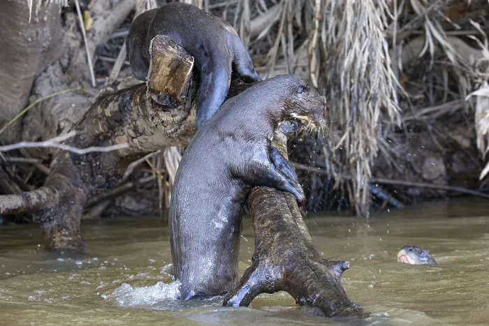 Framed Print : Giant otter (Pteronura brasiliensis) Pantanal Brazil