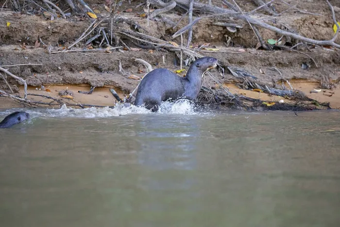 Framed Print : Giant otter (Pteronura brasiliensis) Pantanal Brazil