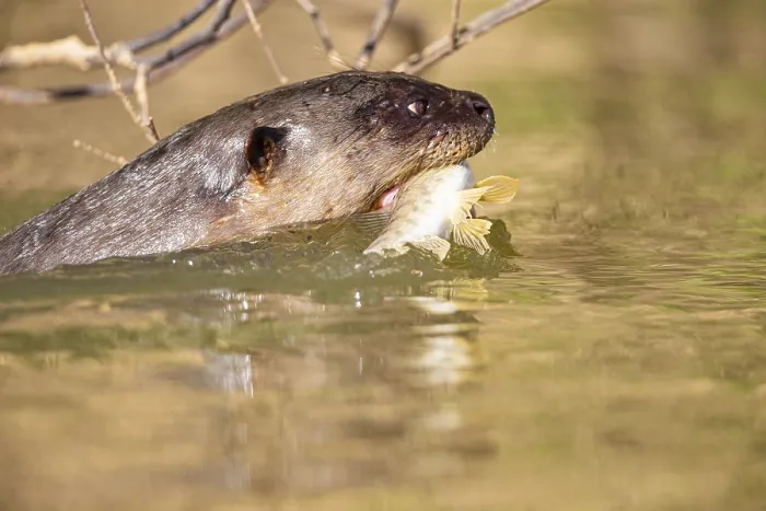 Framed Print : Giant otter (Pteronura brasiliensis) Pantanal Brazil